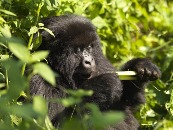 Luxury Rwanda Gorilla Trekking