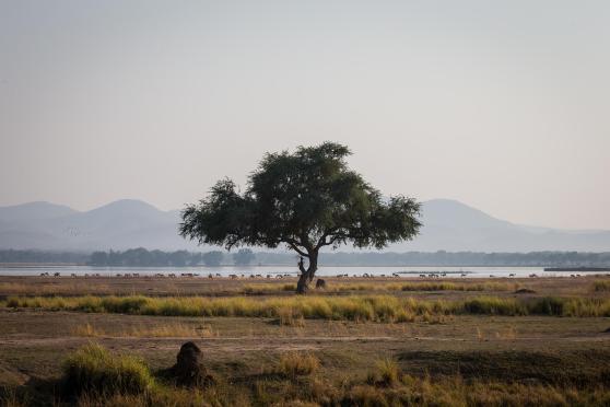 Zimbabwe Safari Tours