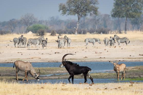 Zimbabwe Safari Tours