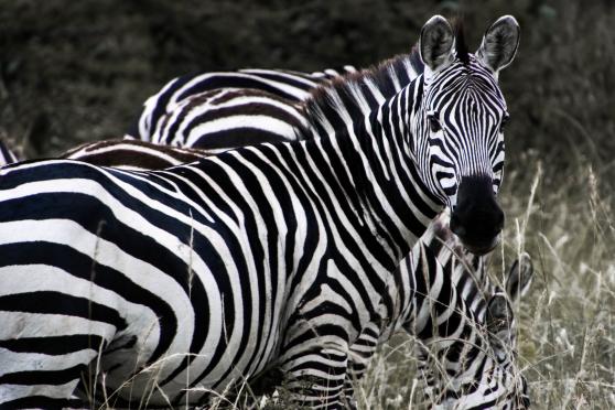 Tanzania Luxury Safaris