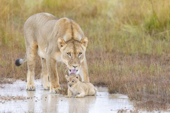 Luxury Zambia Safaris