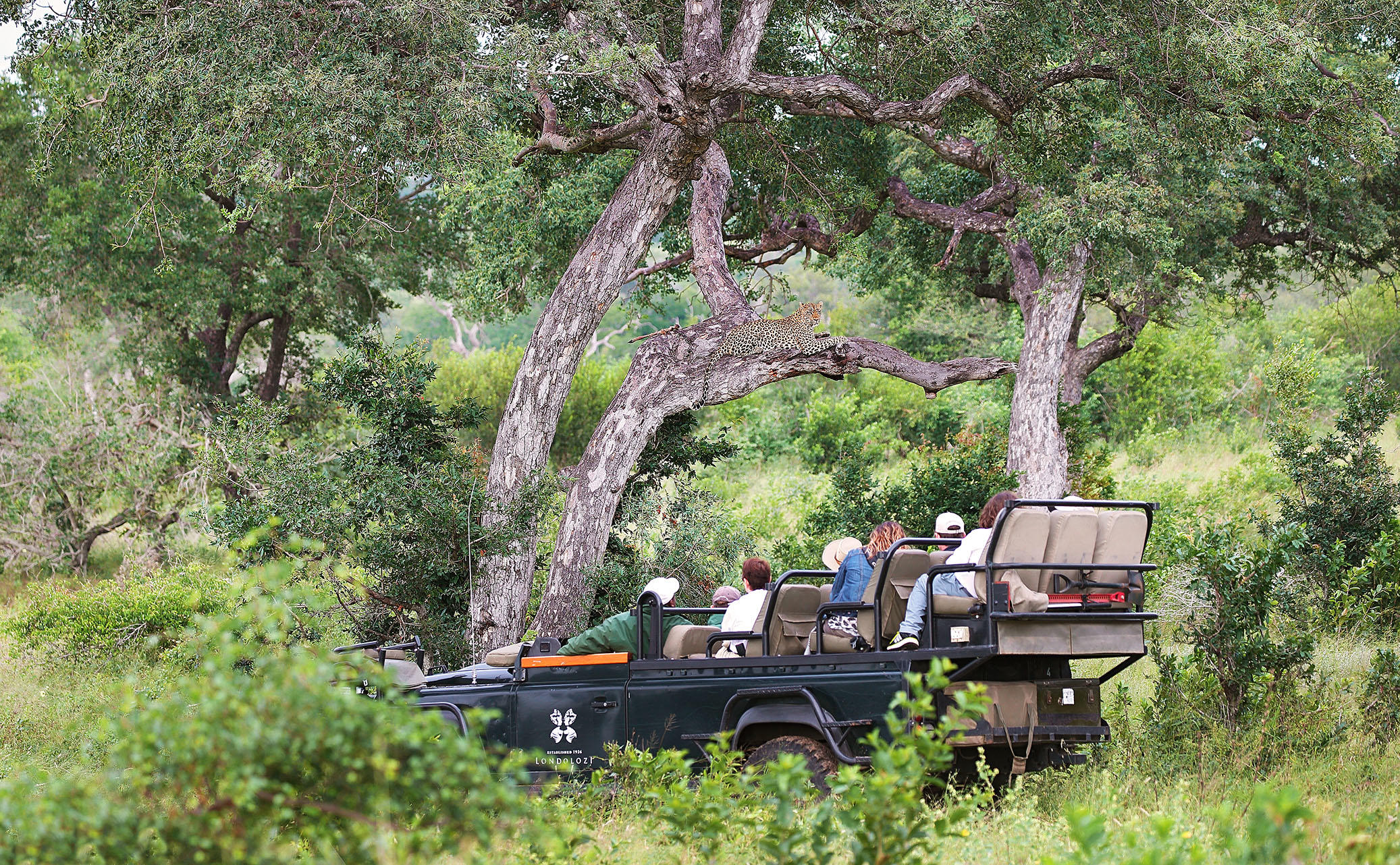 A spotted leopard rests on a thick tree branch overlooking a safari vehicle filled with tourists in the lush bushveld.