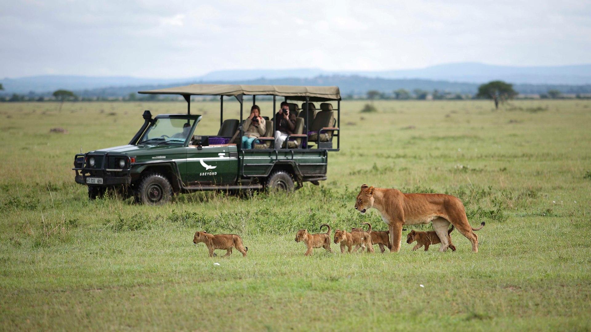Game drive at andBeyond Grumeti Serengeti River Lodge - lioness and cubs, Tanzania