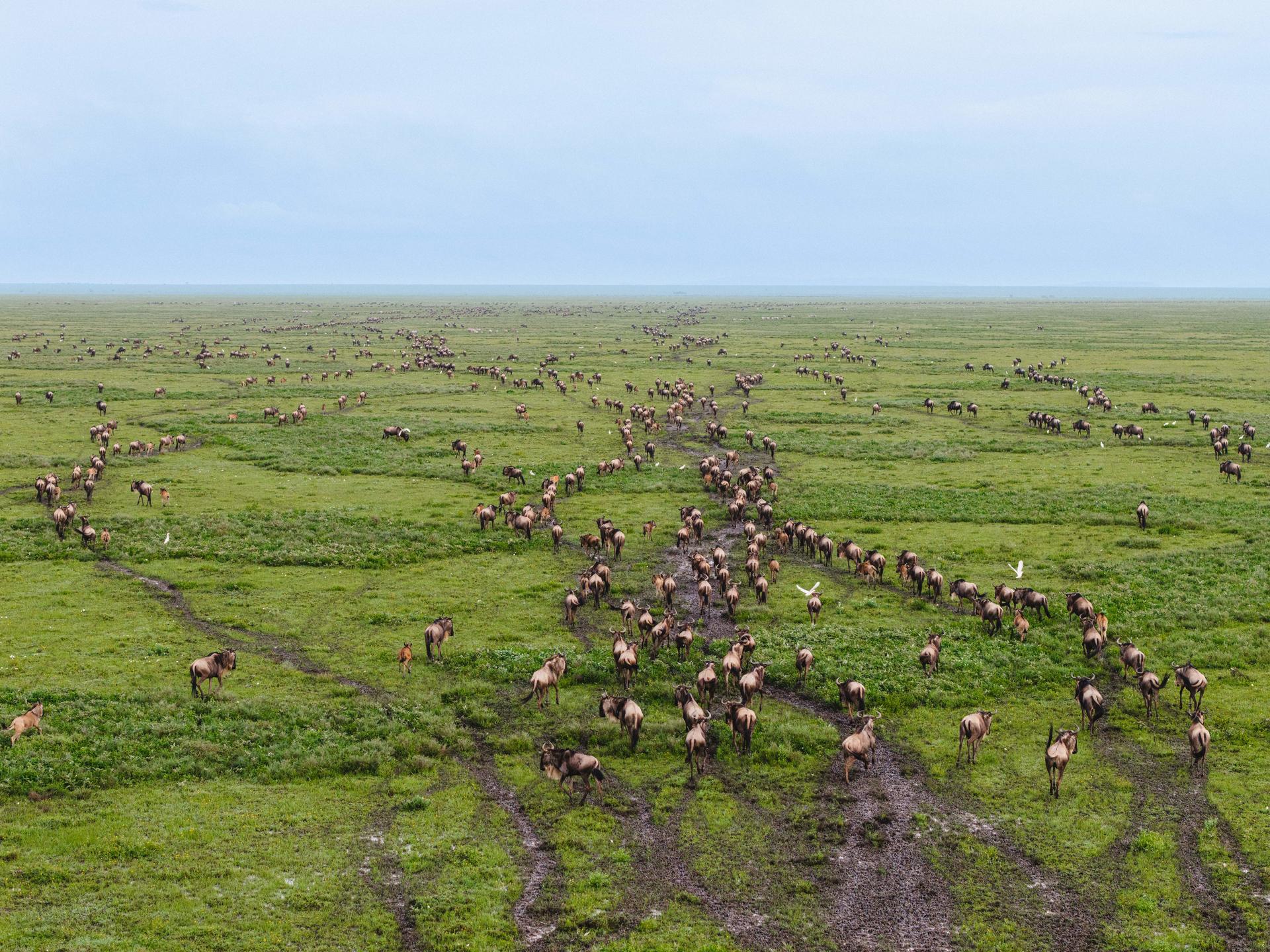 Tanzania Migration Safari in Serengeti