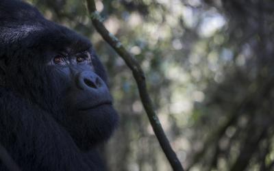 Gorilla Trekking Uganda vs Rwanda: Which Is Better?