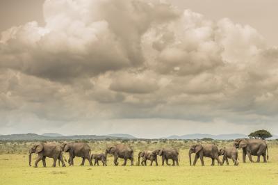 How to plan a safari in the Serengeti 