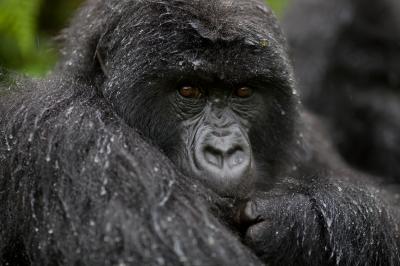 Where to trek to see mountain gorillas - Uganda vs Rwanda