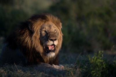 A real-life Lion King experience in East Africa