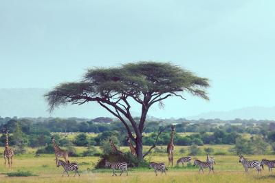 The Ngorongoro Crater The 8th Wonder of the world