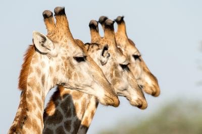 A fool-proof formula for a stress-free Serengeti safari