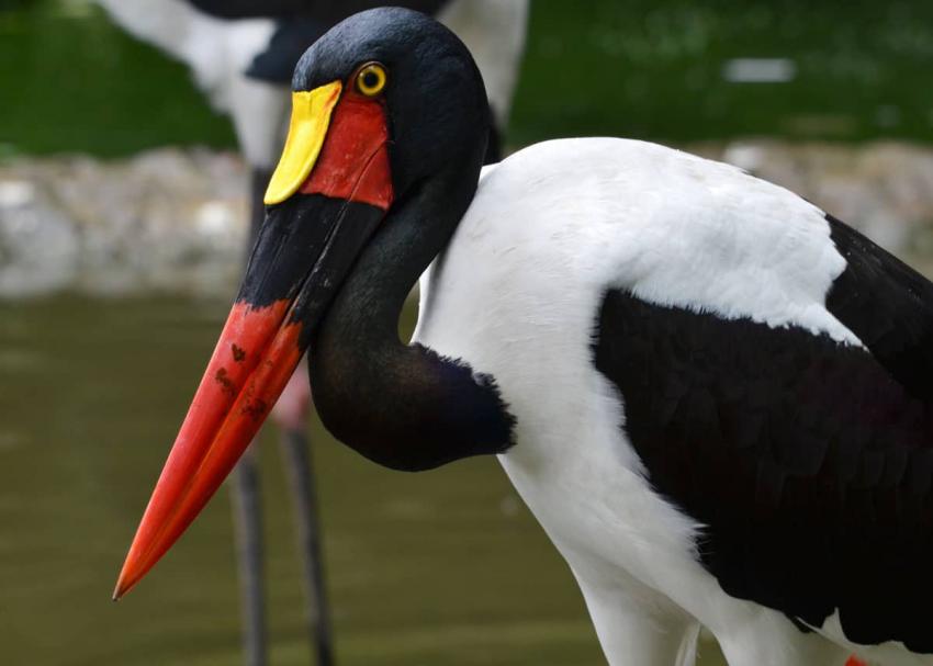 10 birds to spot on a birdwatching safari in East Africa