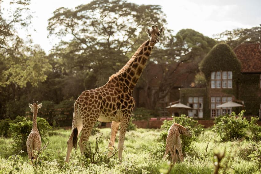 The Ultimate Guide to Staying at Nairobi’s Giraffe Manor