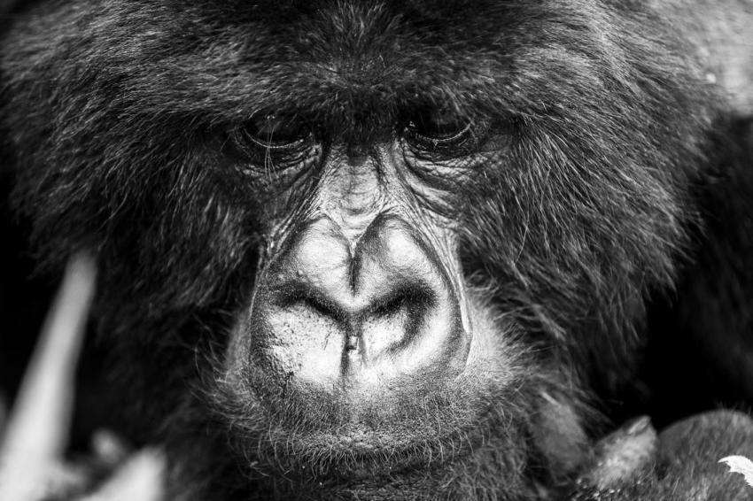 A complete guide to gorilla trekking in Rwanda