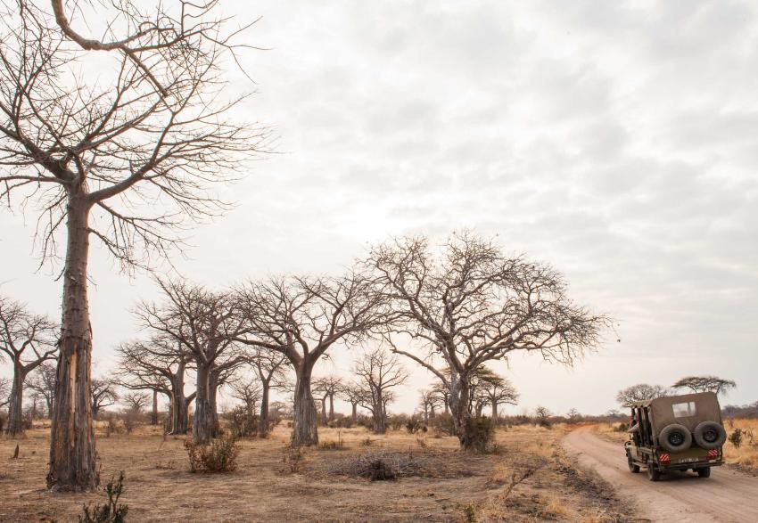 Experience the Best of Tanzania: Top 10 National Parks to Visit