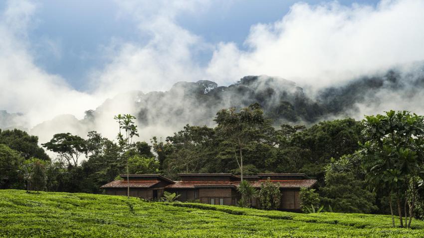 Nyungwe Forest National Park: Discovering Rwanda's Hidden Gem