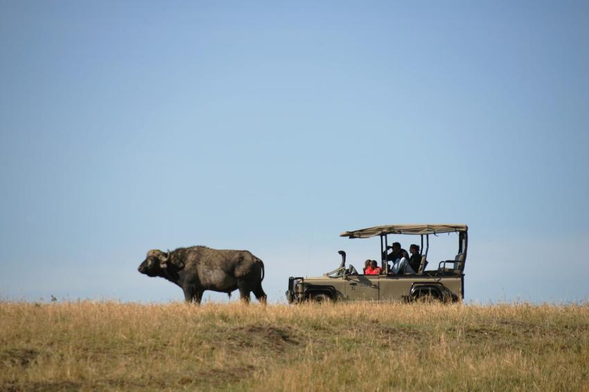 7 of the Best Kenya Safari Tours: Our Top Picks