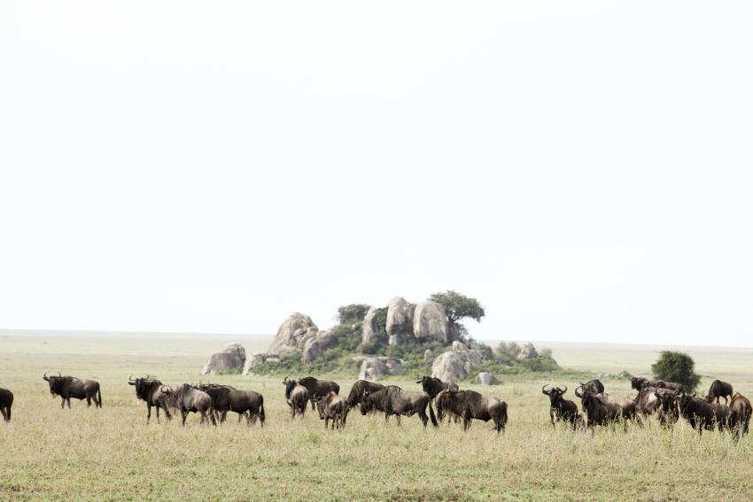 The Great Wildebeest Migration: A Month-by-Month Guide to Witnessing Africa's Greatest Show