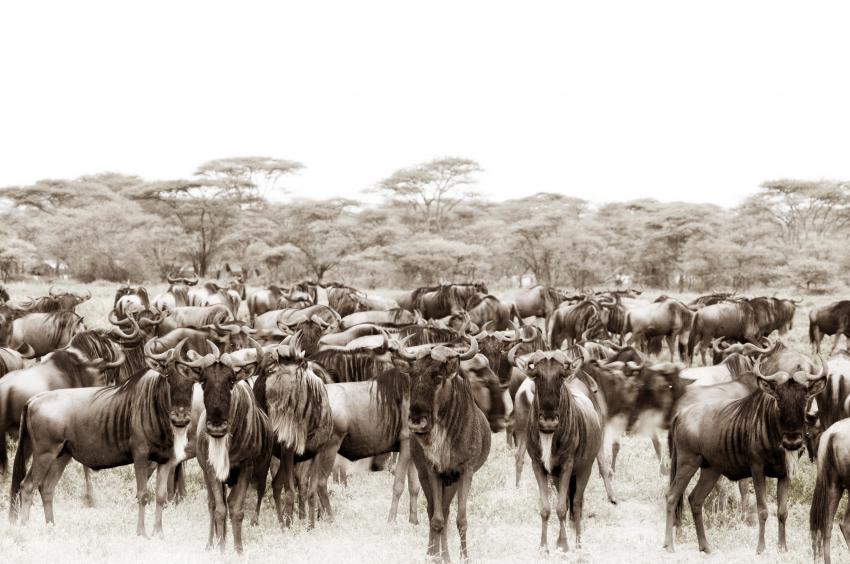 Tanzania's Serengeti is Again Voted as the Best Safari Destination 