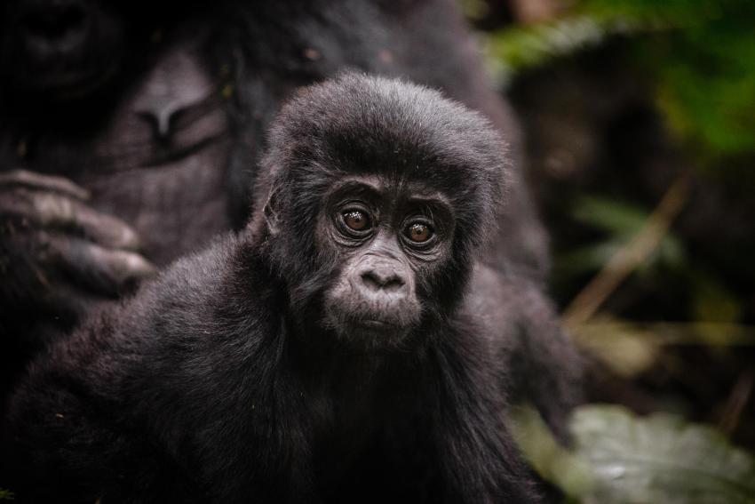 Luxury Primate Trekking in Uganda: Gorillas, Chimps & Golden Monkeys (2026 Expert Guide)