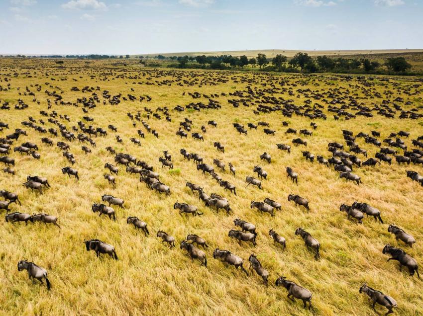 The Great Wildebeest Migration - when, where and how 