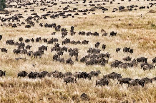Bespoke Great Migration Safari 