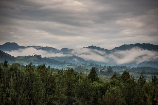 Gorillas of Bwindi Adventure Safari