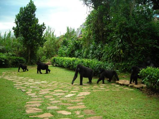 Uganda Encompassed Wildlife Adventure
