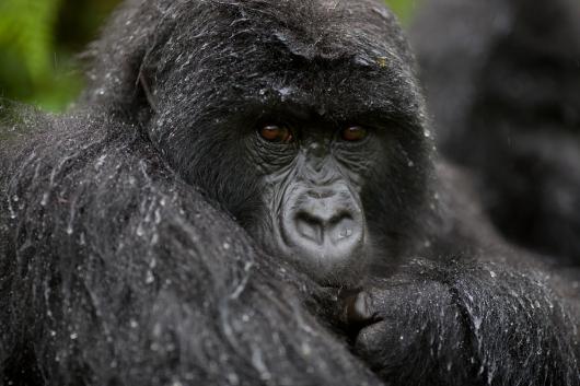Ugandan Mountain Gorilla Trekking Adventure