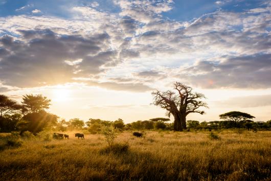 Splendour Singita Safari