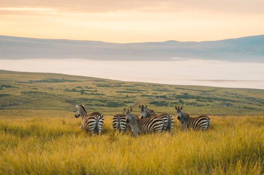 Ngorongoro  & Singita Serengeti Adventures