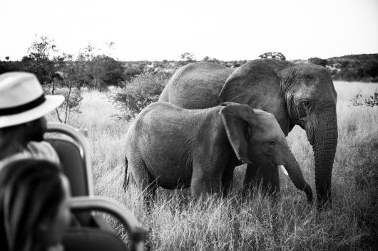 Iconic Serengeti Singita & Four Seasons Safari