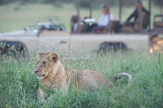 The Singita Grand Safari