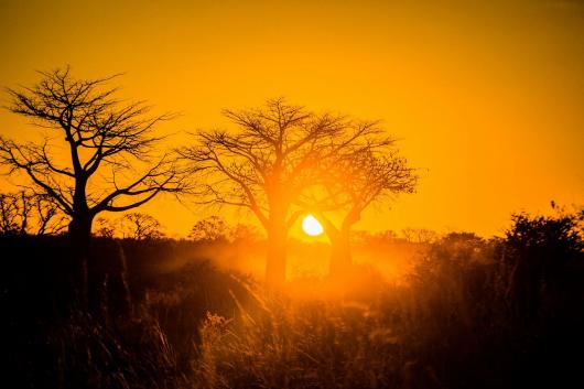 Wildebeest Mating Season Migration Safari