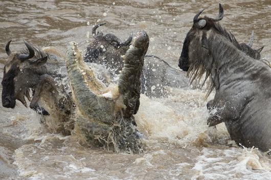 Mighty Mara River Crossing Safari