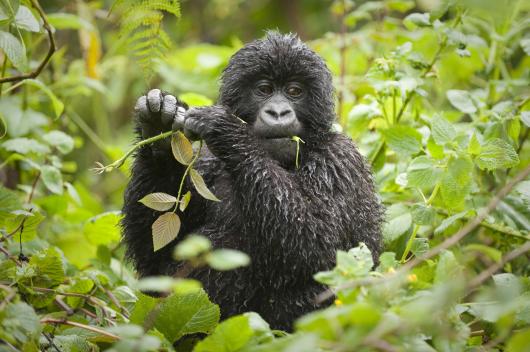 Rwanda Gorillas Trek and Serengeti Safari
