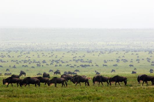 Fly In & Drive Out Great Migration Mating Season