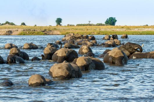 Botswana Delta, Moremi & Savute: A Premier Safari Odyssey